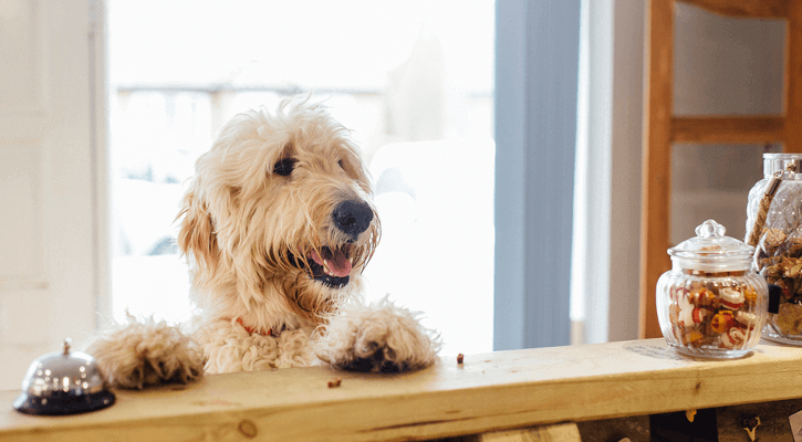 Pet Pharmacy